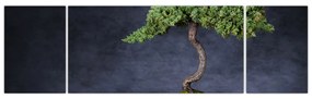 Obraz - Bonsai (170x50 cm)