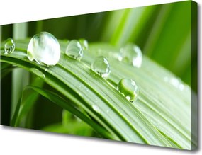 Obraz na płótnie Kropla Rosy w Makrofotografii