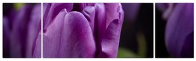 Obraz kwiatów tulipanów (170x50 cm)