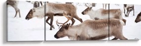 Obraz - Renifer (170x50 cm)