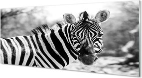 Panel szklany do Kuchni Zebra w Stylu Retro