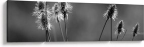 Obraz - Beżowa miękka trawa N⁰2 (170x50 cm)