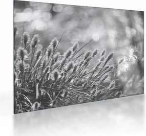 Obraz na szkle - Beżowa miękka trawa N⁰1 (70x50 cm)