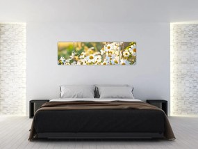 Obraz - Stokrotki (170x50 cm)