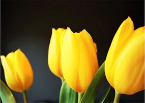 Obraz na szkle - tulipany (70x50 cm)