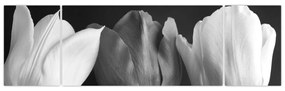 Obraz - Czarno - białe kwiaty tulipanów (170x50 cm)