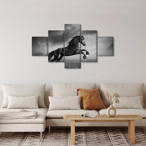 Obraz - Czarny i biały koń (125x70 cm)