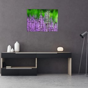 Obraz fioletowych kwiatów polnych (70x50 cm)