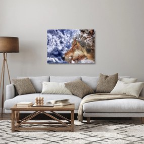 Obraz na szkle - wilk (70x50 cm)