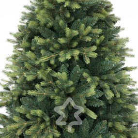 Świerk kwitnący ekstra gęsty 180 cm