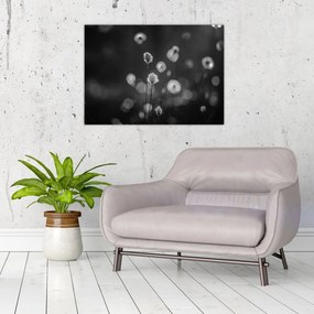 Obraz - Trawa bawełniana na łące (70x50 cm)