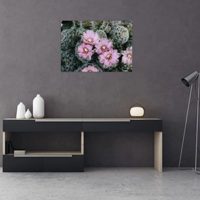 Obraz na szkle kwiatu kaktusa (70x50 cm)