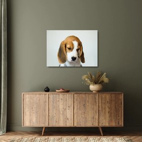 Obraz na szkle Beagle (70x50 cm)