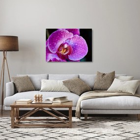 Obraz na szkle - zbliżenie kwiatu orchidei (70x50 cm)