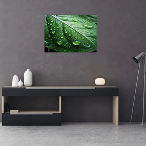 Obraz - Szczegół liścia po deszczu (70x50 cm)