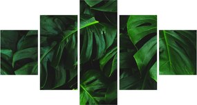 Obraz liści Monstery (125x70 cm)
