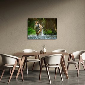Obraz na szkle - biegnący tygrys (70x50 cm)