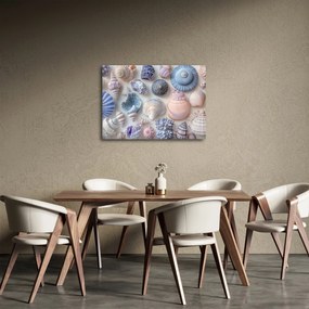 Obraz - Kolekcja muszli (70x50 cm)