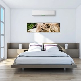 Obraz lwicy (170x50 cm)