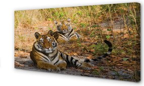 Obraz na płótnie Tygrysy w Dżungli