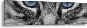 Obraz kota (170x50 cm)