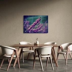 Obraz na szkle - fioletowy kwiat (70x50 cm)