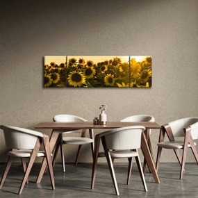 Obraz pola słoneczników (170x50 cm)