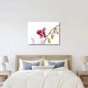 Obraz kwiatu orchidei (70x50 cm)