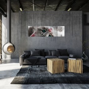 Obraz - Kot z zielonymi oczami (170x50 cm)