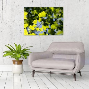 Obraz - liście klonu (70x50 cm)