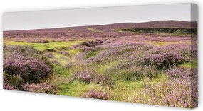 Obraz drukowany na płótnie Pole Wrzosów