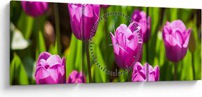 Obraz tulipanów na łące (z zegarem) (90x30 cm)