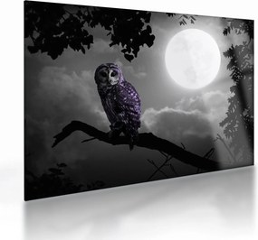 Obraz na szkle - Nocna sowa, fioletowa sowa (70x50 cm)