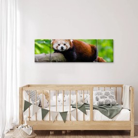 Obraz pandy czerwonej (170x50 cm)