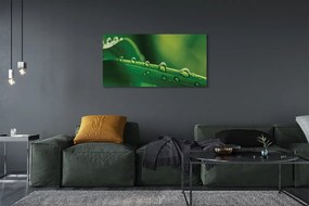 Obraz drukowany na płótnie Źdźbło Trawy z Kroplą