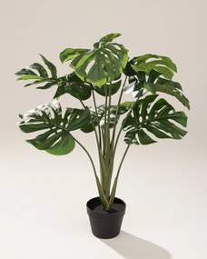 Monstera Mini w doniczce 90 cm