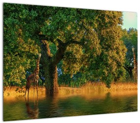 Obraz na szkle - żyrafy w naturze (70x50 cm)