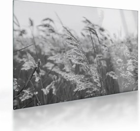 Obraz na szkle - Trawa na wietrze (70x50 cm)