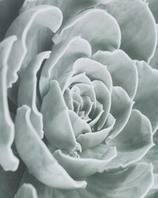 Obraz Succulents I 40x50cm