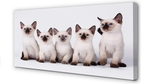Duży obraz na płótnie Urocze Małe Kocięta