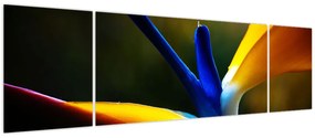 Obraz - Egzotyczny kwiat (170x50 cm)