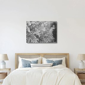 Obraz na szkle - Las świerkowy (70x50 cm)