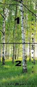 Fototapeta na drzwi BIRCH GROVE 86x200 cm