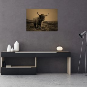 Obraz - Szkocka krowa na wolności (70x50 cm)