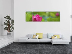 Obraz - roślina wodna (170x50 cm)