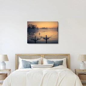 Obraz łabędzi na wodzie we mgle (70x50 cm)