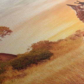 Obraz - Żyrafy w Afryce (170x50 cm)