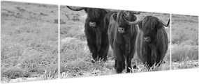 Obraz - Szkockie krowy (170x50 cm)