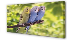 Zdjęcie na płótnie Papugi na Tropikalnej Gałęzi