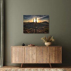 Obraz na szkle - kaktusy w słońcu (70x50 cm)